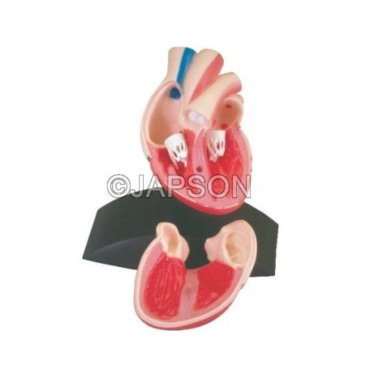 Human Heart (made of ABS) Human Heart (made of ABS)